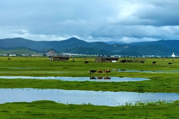 康輝旅游網(wǎng)<花漾江南>深圳出發(fā)上海+金茂大廈+城隍廟+蘇州+無錫+留園+黿頭渚賞櫻花+南京+報(bào)恩寺+中山陵+杭州西湖+烏鎮(zhèn)東柵雙飛6天5晚跟團(tuán)游，打卡興化千垛油菜花，無購(gòu)物無自費(fèi)