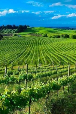 康輝旅游網(wǎng)廣州出發(fā)南昌 仙境三清山、夜游望仙谷、婺源篁嶺古村、景德鎮(zhèn)高鐵四天