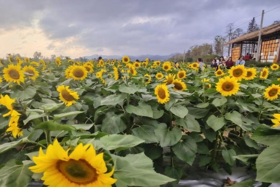 康輝旅游網(wǎng)<特惠游>廣州往返-【賞花·生態(tài)】東莞花花世界&粵暉園 純玩1天