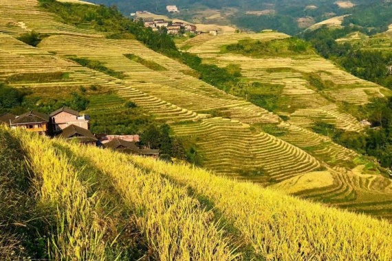 康輝旅游網(wǎng)廣州往返廣西 秋宴悅榕莊 龍脊平安梯田+興坪古鎮(zhèn)+遇龍河風光+陽朔西街動車3天