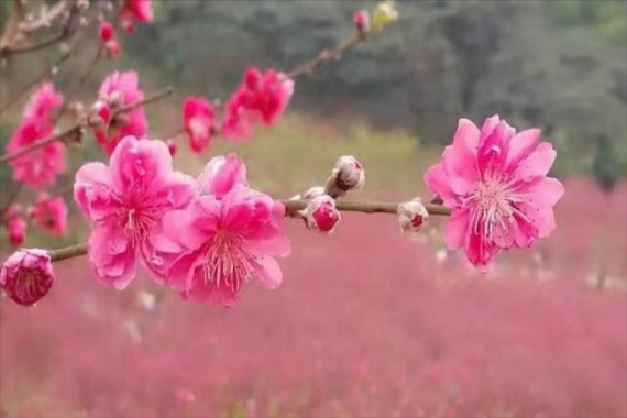 康輝旅游網(wǎng)翁源三生三世李洞水墨桃花谷 東華禪寺絢爛櫻花