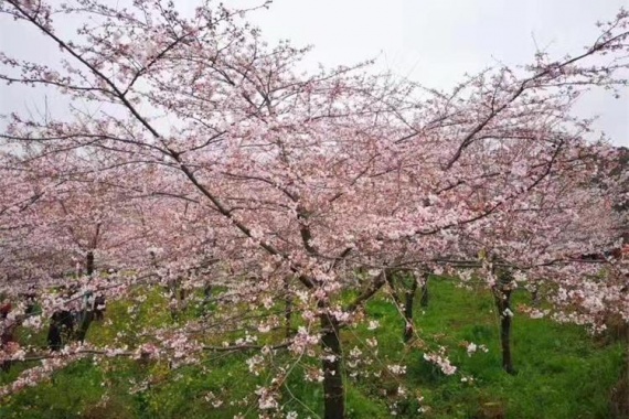 康輝旅游網(wǎng)<特惠><特惠重慶施柏閣>廣州往返酉陽桃花源、三秀油菜花、武隆 純玩雙飛5天