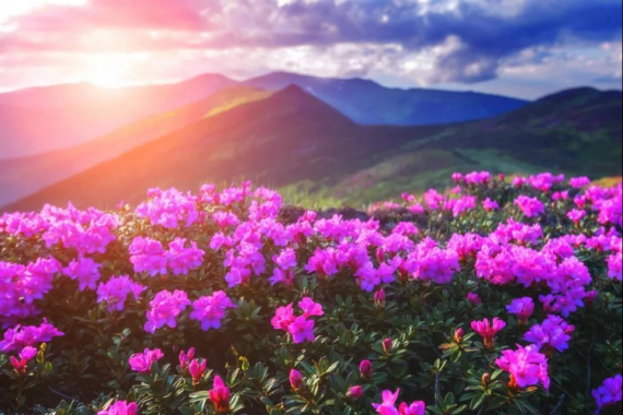 康輝旅游網(wǎng)<特惠>廣州出發(fā)貴州龍里油畫大草原+格凸河+花江大橋+百里杜鵑+平壩櫻花雙動(dòng)4天