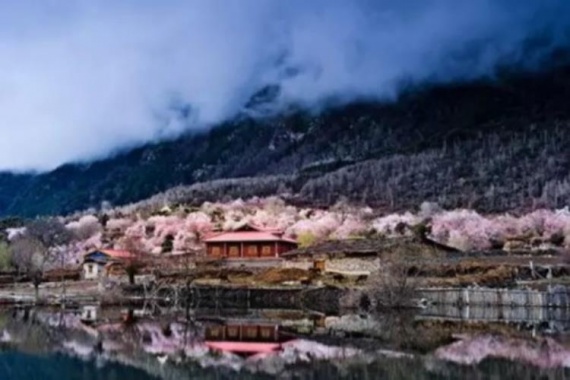 康輝旅游網(wǎng)<經(jīng)典><從林開(kāi)始·桃顏映雪SD>西藏三大桃林，四飛7日游（林芝入拉薩出）