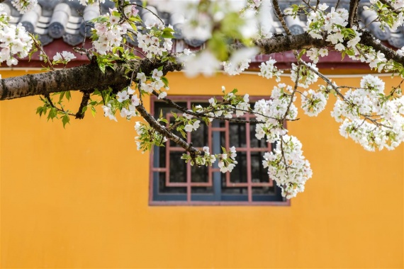 康辉旅游网<秋色神农架>深圳北高铁直达宜昌五天精品团 纯玩不进店 15人小团 神农架、神农顶、神农祭坛、官门山、天生桥、天燕、大九湖、 高铁五日游