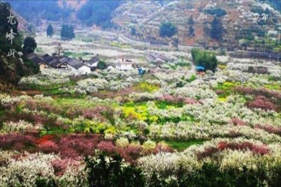康辉旅游网<潇洒行>广州往返九峰桃花节 ，邂逅乐昌九峰桃李花海   食足3餐  纯玩2天