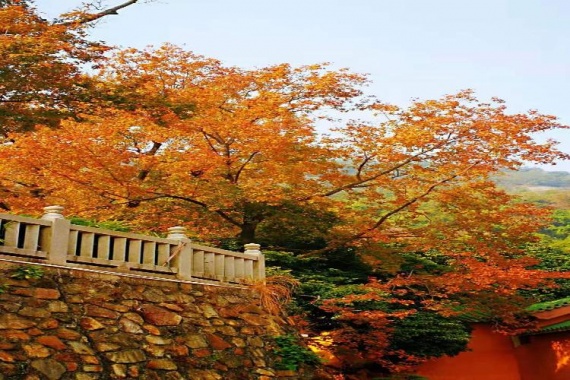 康辉旅游网广州往返江门新会圭峰山登高吸氧、品牛肉火锅宴、游陈皮村1天