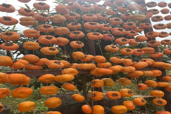 康辉旅游网<经典-ZM漓境度假遇上香格里拉>广西恭城月柿节+海洋银杏+象鼻山纯玩动车3天