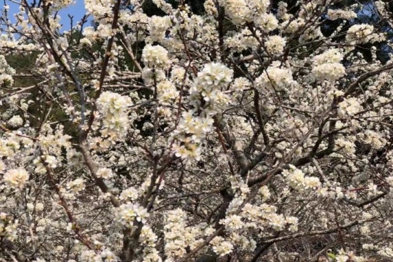 康辉旅游网（赏李花含餐）广州往返-从化 1 天探醉美从化溪头古村+打卡从化桂峰村满山李花开