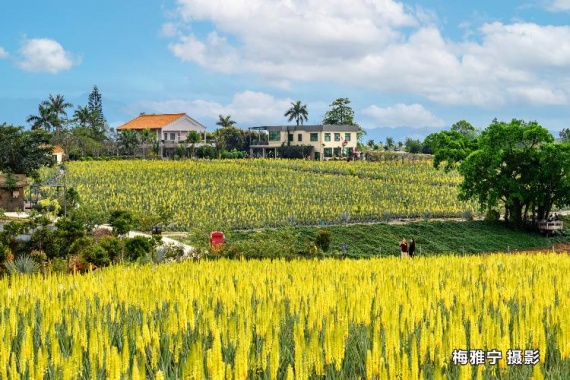 康辉旅游网广州往返台山芦荟花海美食1天