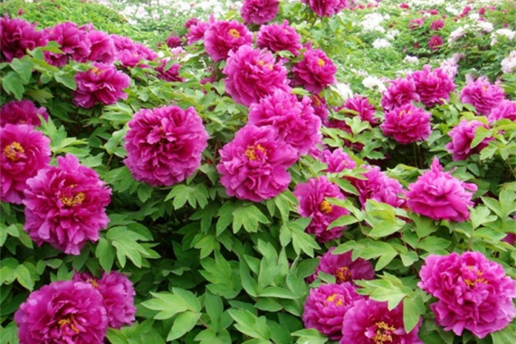 康辉旅游网<特惠>广州往返运城· 花韵洛阳 仙境老君山 万仙山 龙门石窟.地坑院 双飞6日